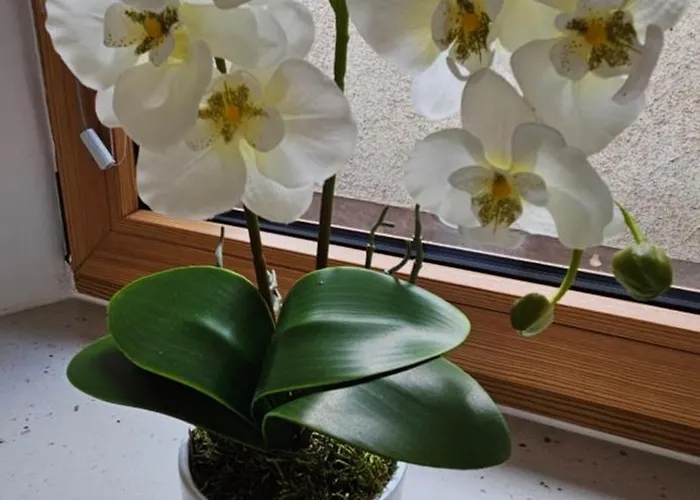 Apartmán Appprusnik